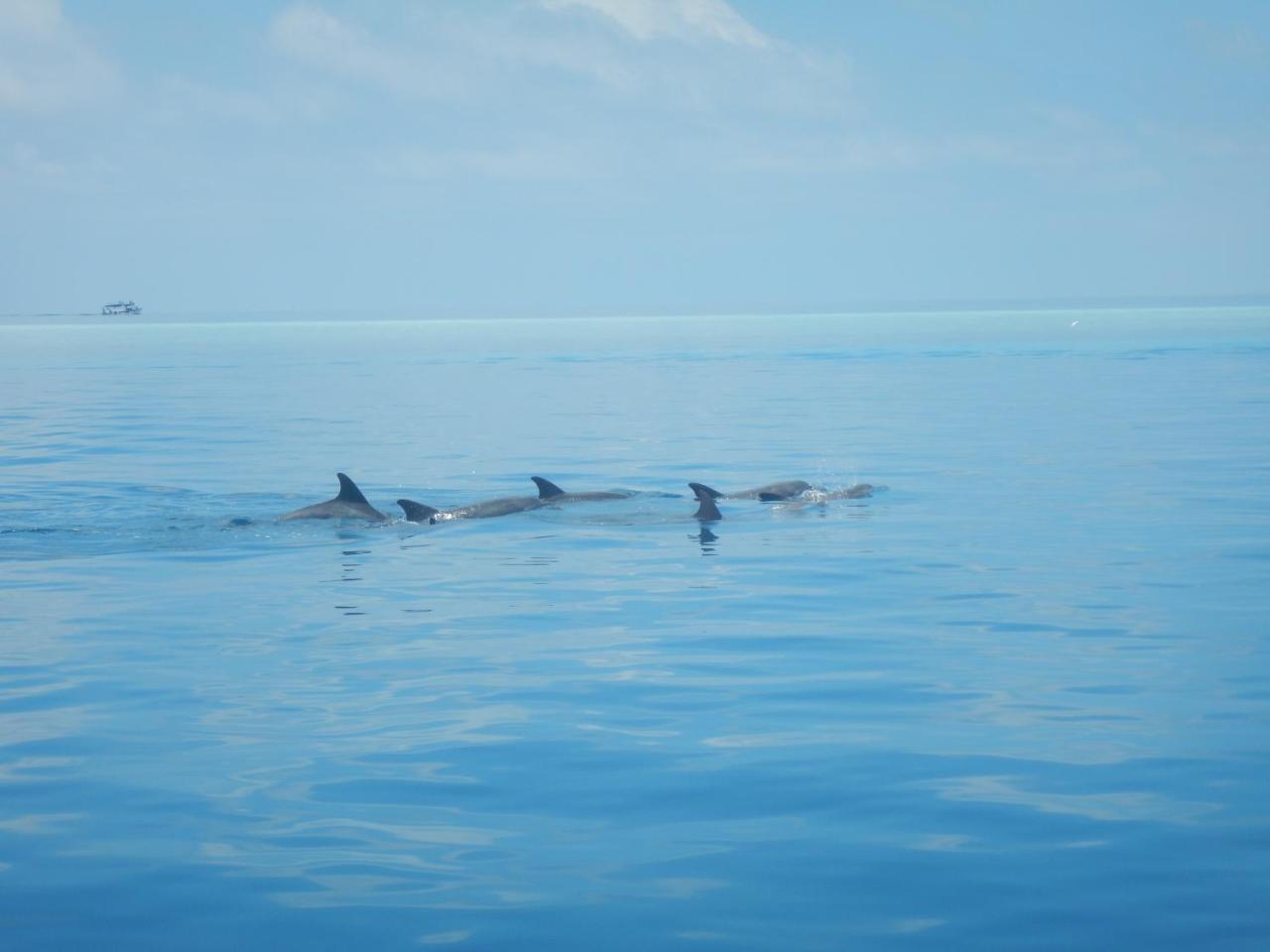 Lagoon Villa Maldives Thoddoo Zewnętrze zdjęcie